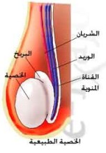 الماء الدافق تركيبه خصائصه