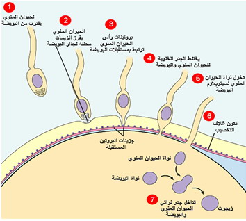 الماء الدافق تركيبه خصائصه