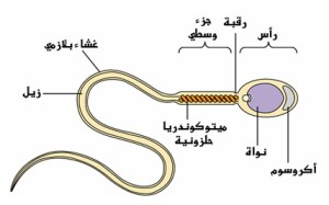 الماء الدافق تركيبه خصائصه