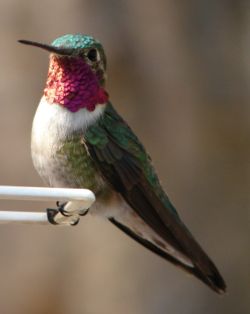  1178221288250px-male_ruby-throated_hummingbird_1.jpg
