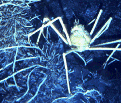 1192699346close-up_of_spider_crab_that_was_observed_to_be_ea