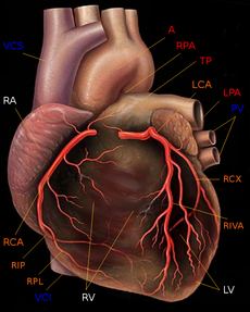 1231501932230px-human_heart_with_coronary_arteries_new.jpg