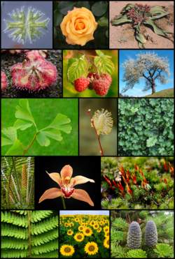  1251547890250px-diversity_of_plants_image_version_5.jpg