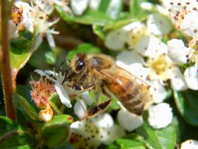 شغالة النحل تجمع الرحيق