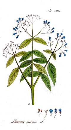 240px-Lawsonia_inermis_Ypey36.jpg