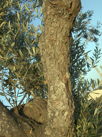   200px-Olive-tree-tru