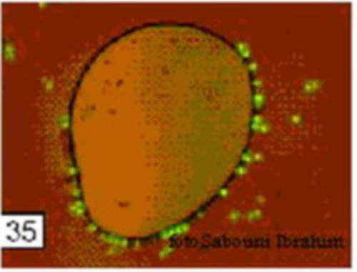 ������� ������� �������� �����