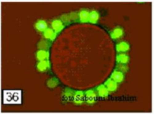 ������� ������� �������� �����