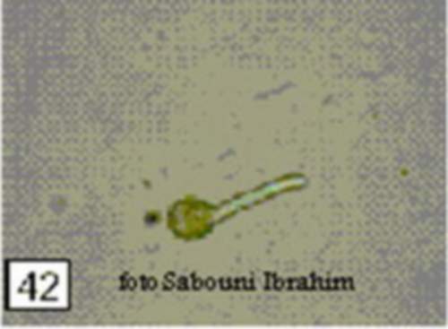 ������� ������� �������� �����