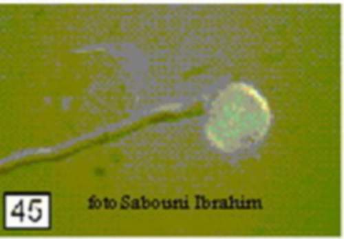 ������� ������� �������� �����