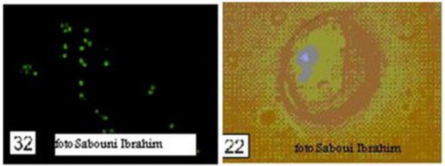 ������� ������� �������� �����