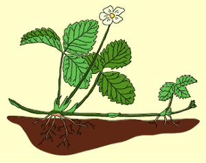 طرق التكاثر في النبات ، تكاثر النبات - الكاتب: na3im_mad طرق ...